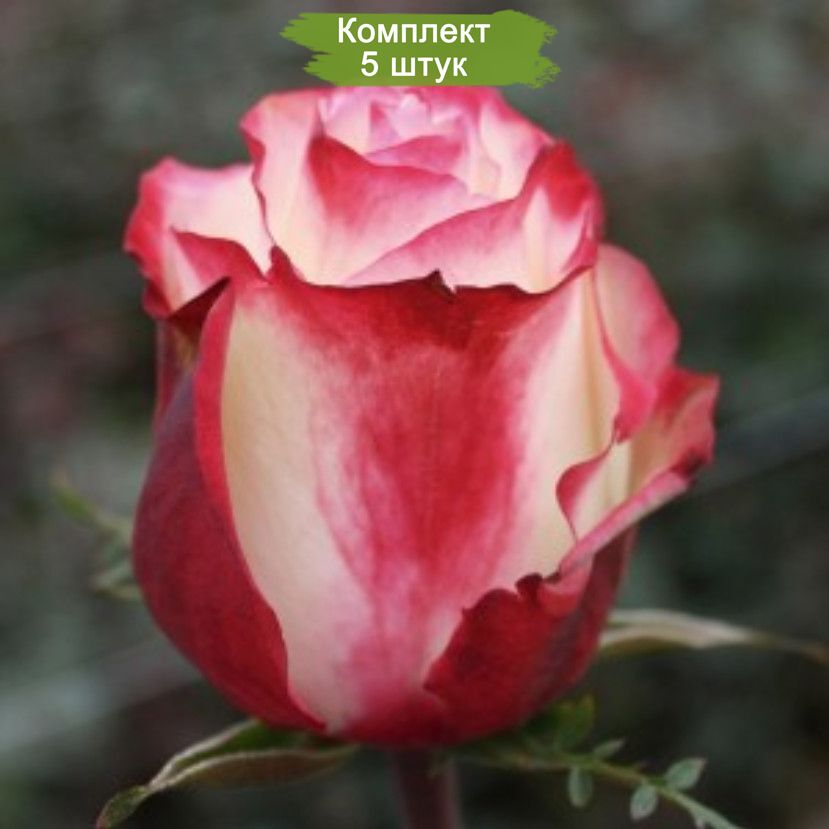 Комплект 5шт
 / Роза Свитнес (Sweetness)(чайно-гибридная): фото и описание