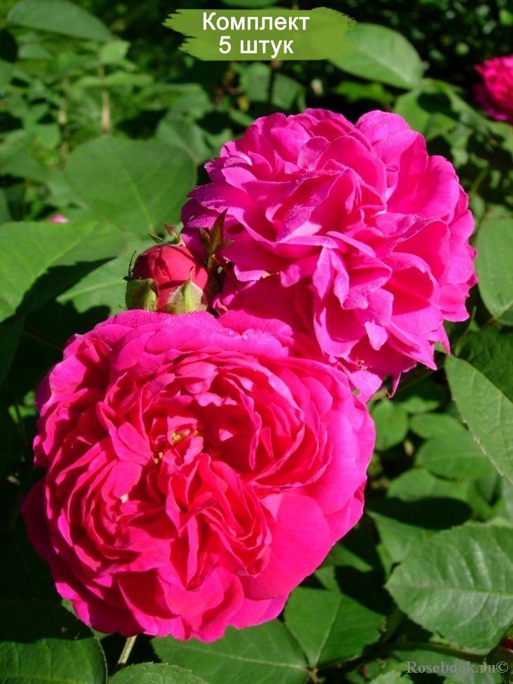 Саженцы розы флорибунды Жанна Д`арк (Jeanne d'Arc) -  5 шт.
