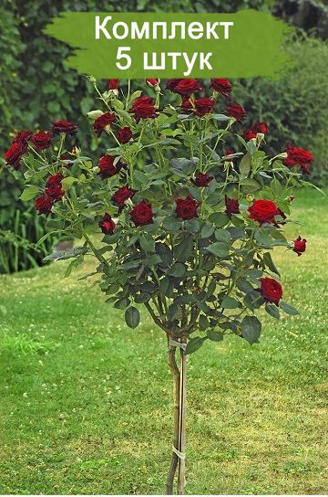 Саженцы штамбовой розы Блэк Баккара (Black Baccara) -  5 шт.
