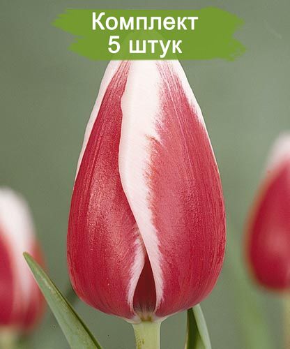 Луковицы тюльпана Гуус Папендрехт (Guus papendrecht) -  5 шт.