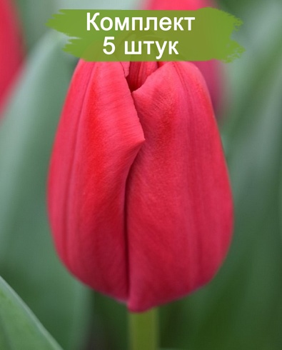 Луковицы тюльпана Карри (Сurry) -  5 шт.