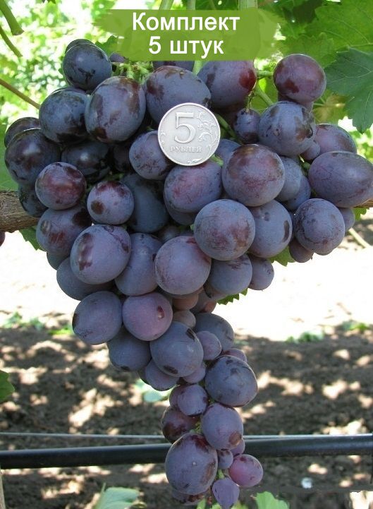 Саженцы винограда Али-Баба (Ранний/Фиолетовый) -  5 шт.