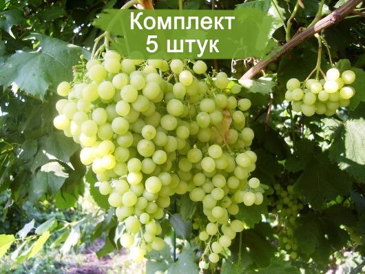 Комплект 5шт
 / Виноград Инга (Ранний/Белый): фото и описание