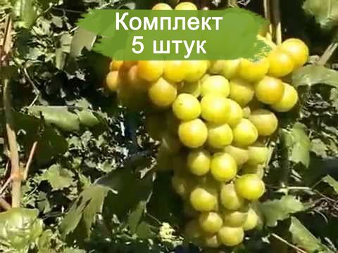 Саженцы винограда Колобок (Ранний/Белый) -  5 шт.