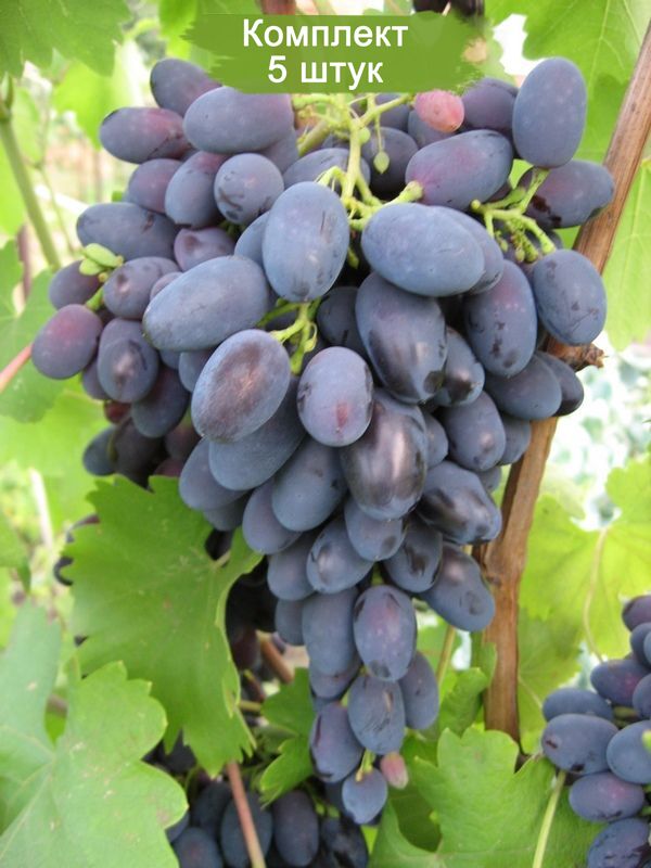 Саженцы винограда Надежда Азос (Средний/Черный) -  5 шт.