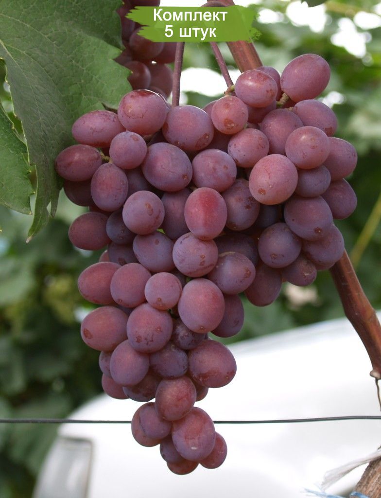 Саженцы винограда Подарок Крайнова (Средний/Розовый) -  5 шт.