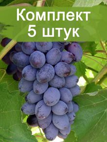 Комплект 5шт
 / Виноград Юпитер - Кишмиш (Ранний/Фиолетовый): фото и описание