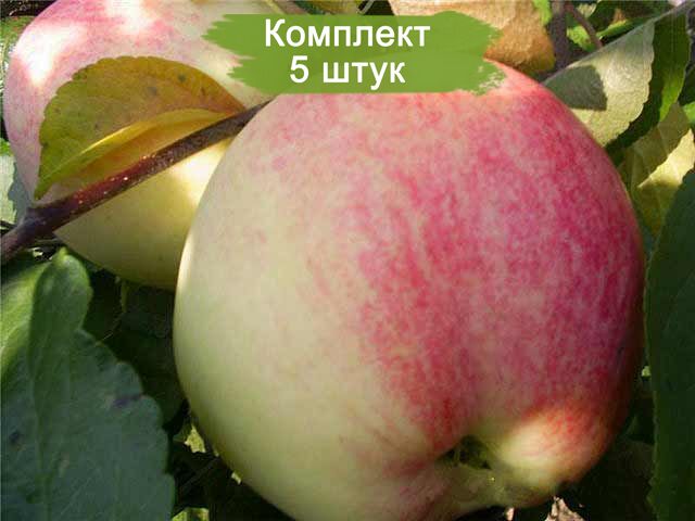 Саженцы яблони Мельба (Melba)  -  5 шт.