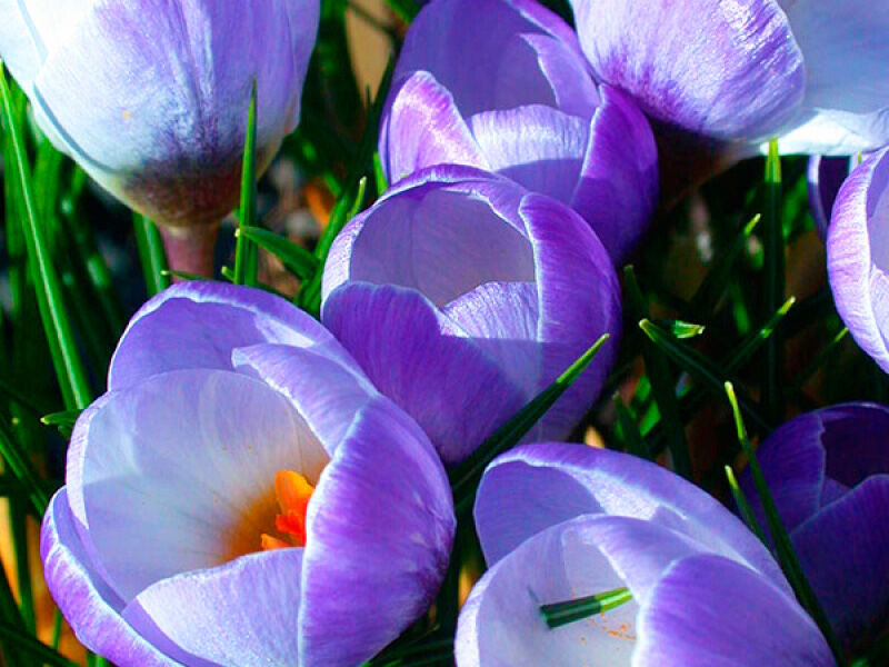 Крокус крупноцветковый Блю Перл: фото и описание