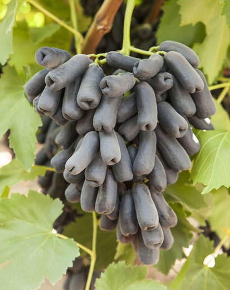 Саженец винограда Аватар (Средний/Черный)