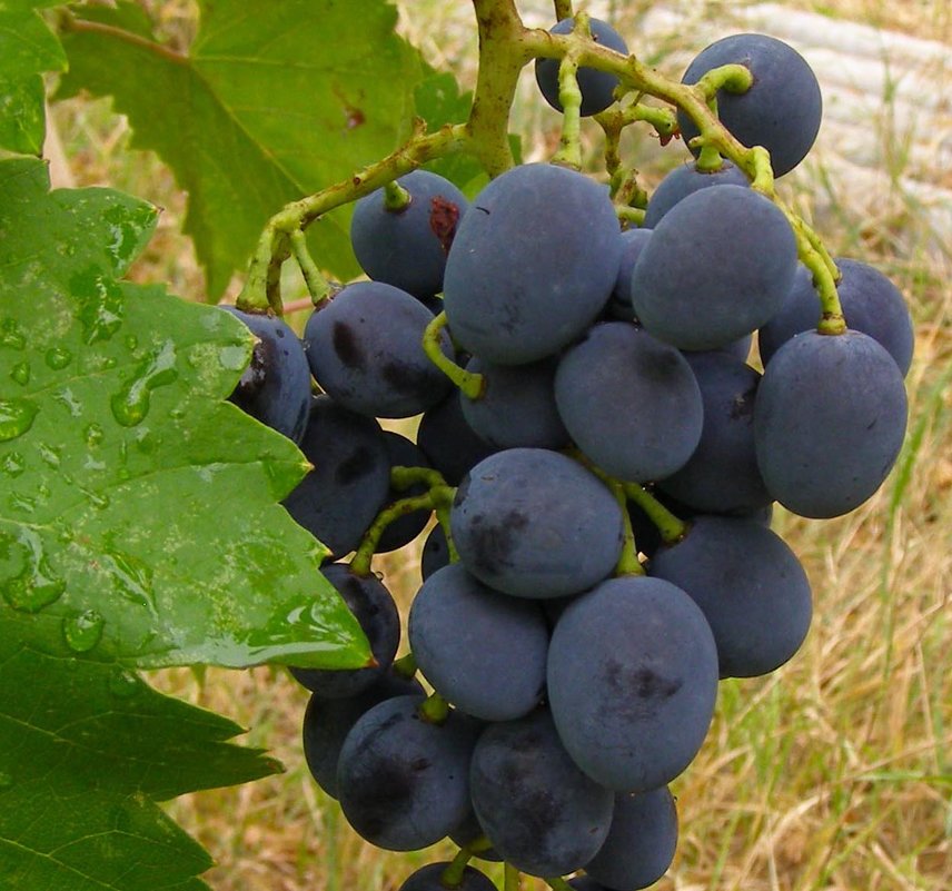 Саженец винограда Молдова