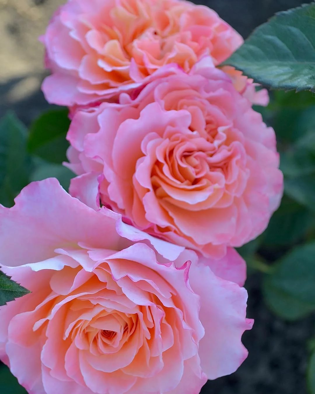 Саженец шраб розы Августа Луиза